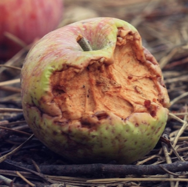 Rotten Apples by Cristie Guevara